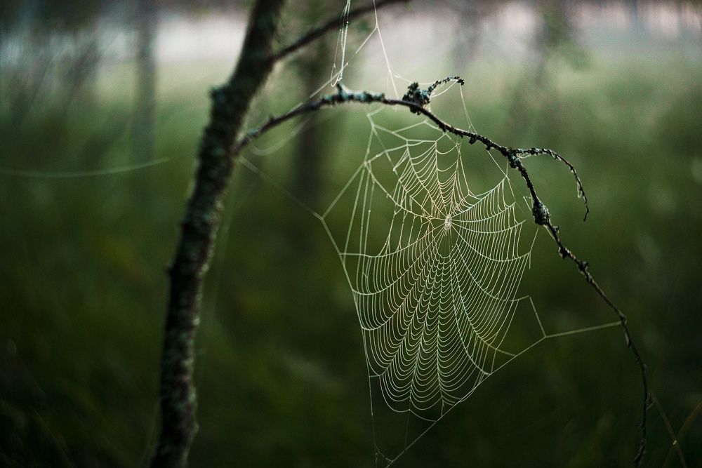 Photograph by Алёна Таланова