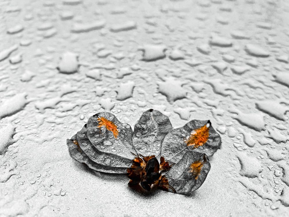 Photograph by Milad Nik fard
