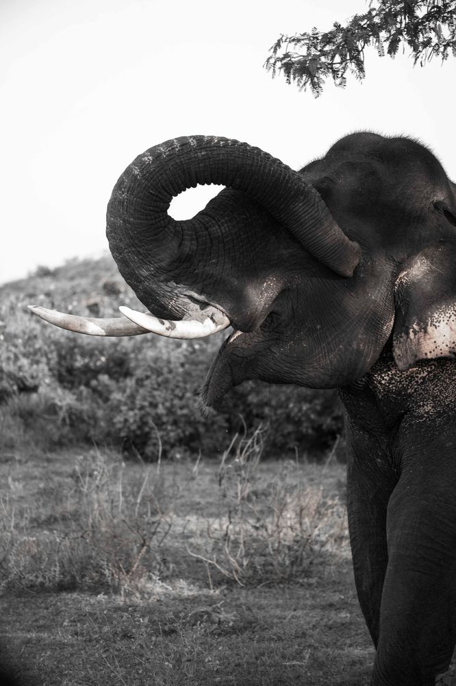 Photograph by Vinsara Senanayake