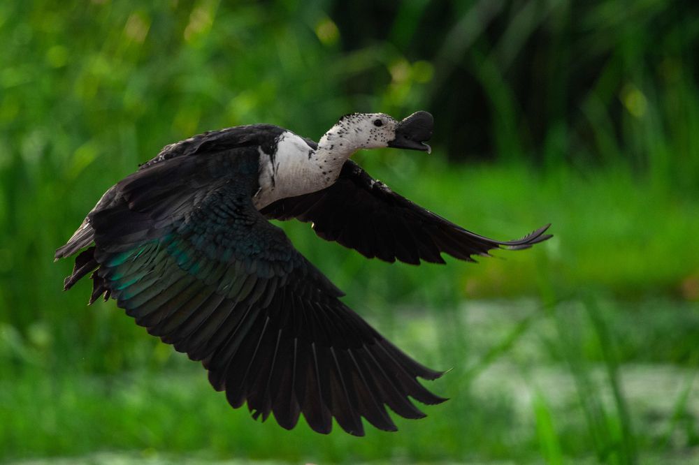 Photograph by Vinsara Senanayake