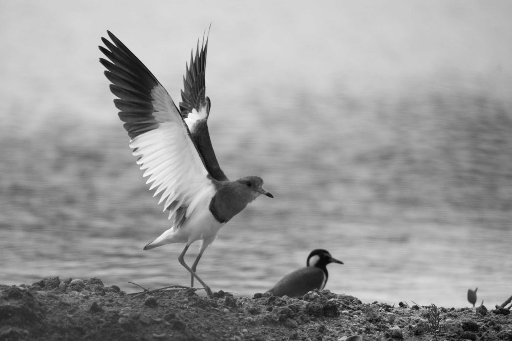 Photograph by Vinsara Senanayake