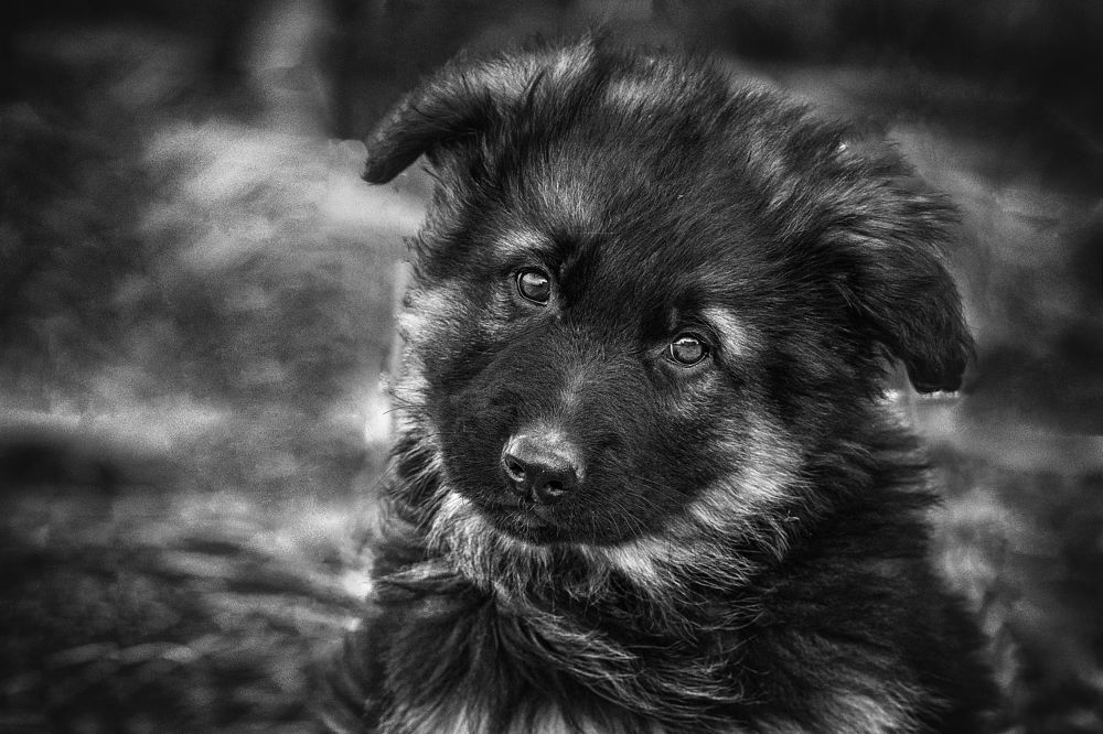 Photograph by Ольга Калимулина