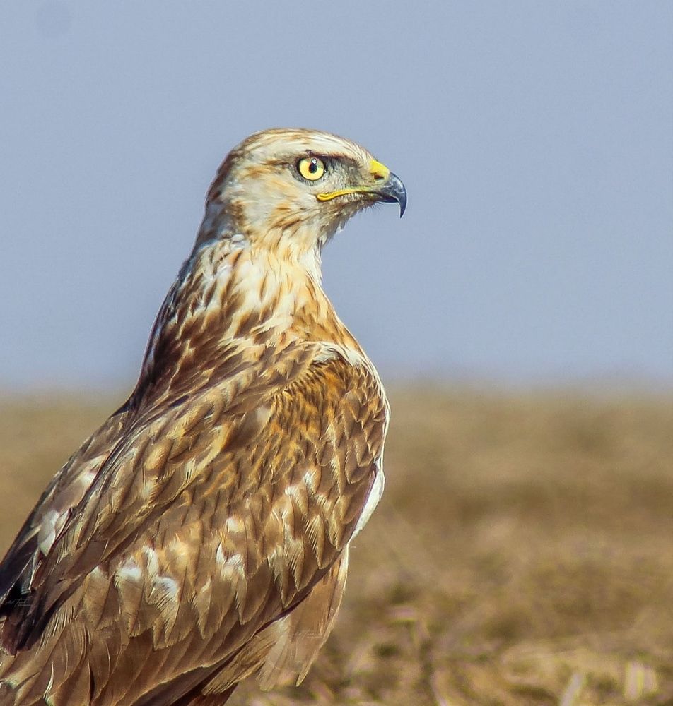 Photograph by Lalit Tank