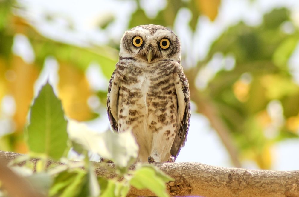 Photograph by Lalit Tank