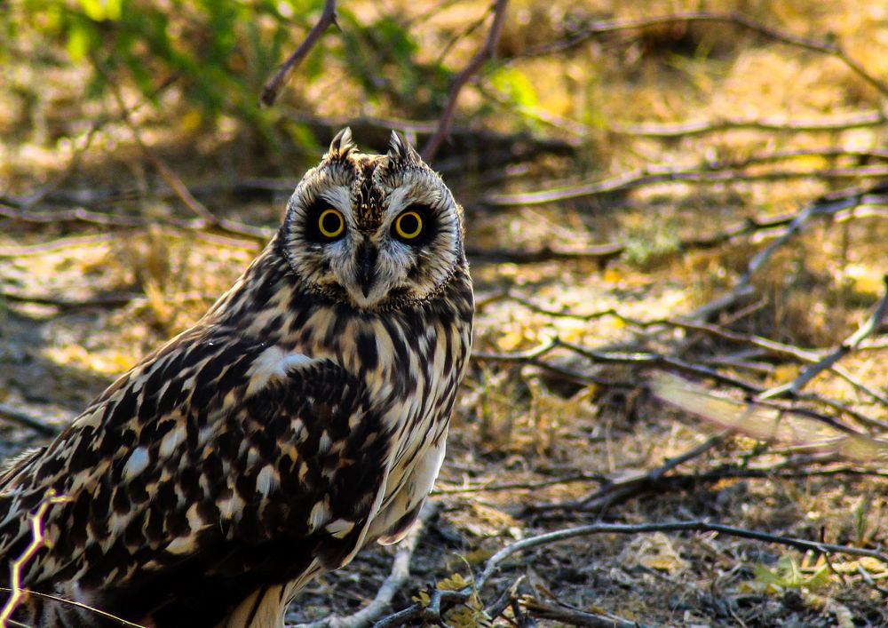 Photograph by Lalit Tank