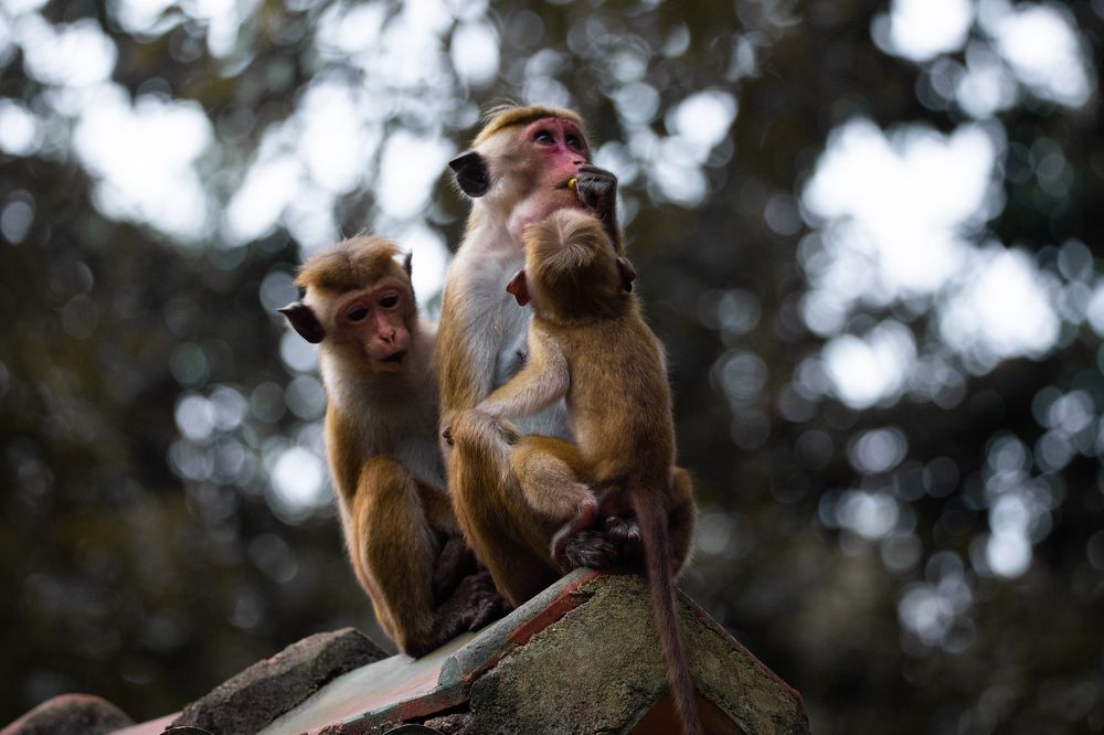 Photograph by Vinsara Senanayake