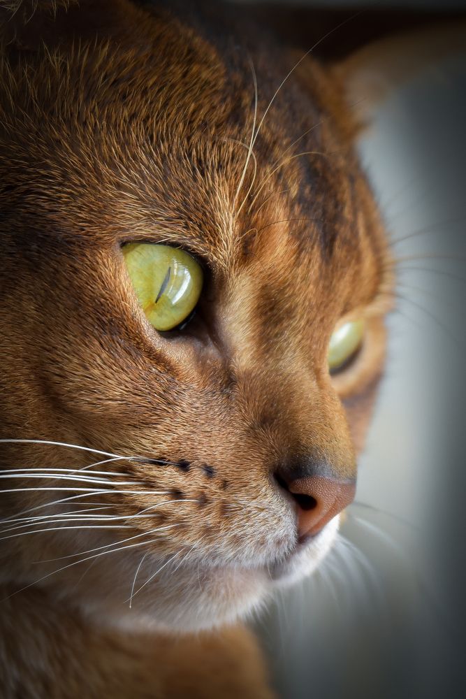 Созерцание