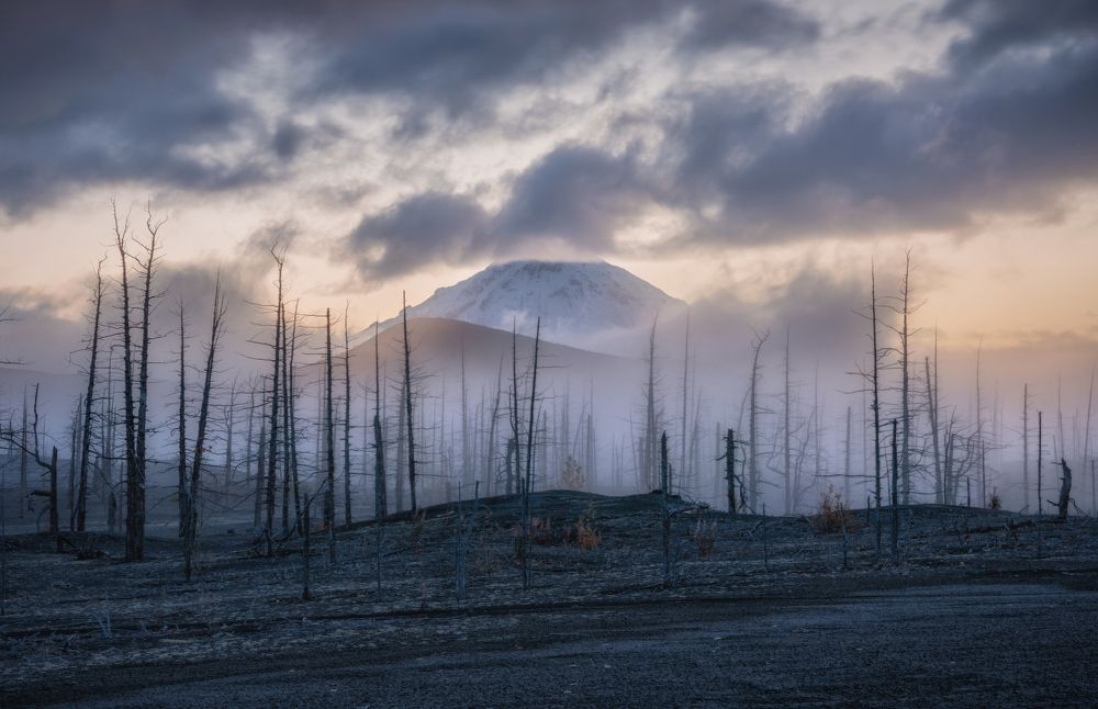 Мертвый лес.
