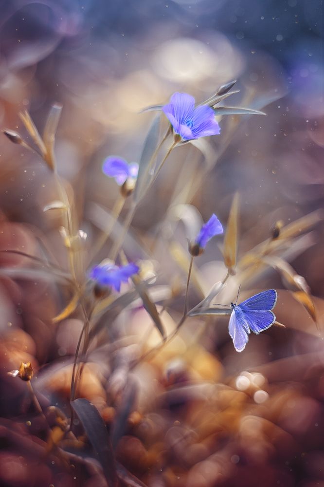 Летние грёзы