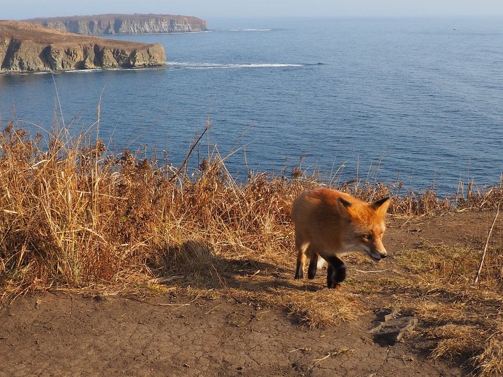 Рыжая лиса.