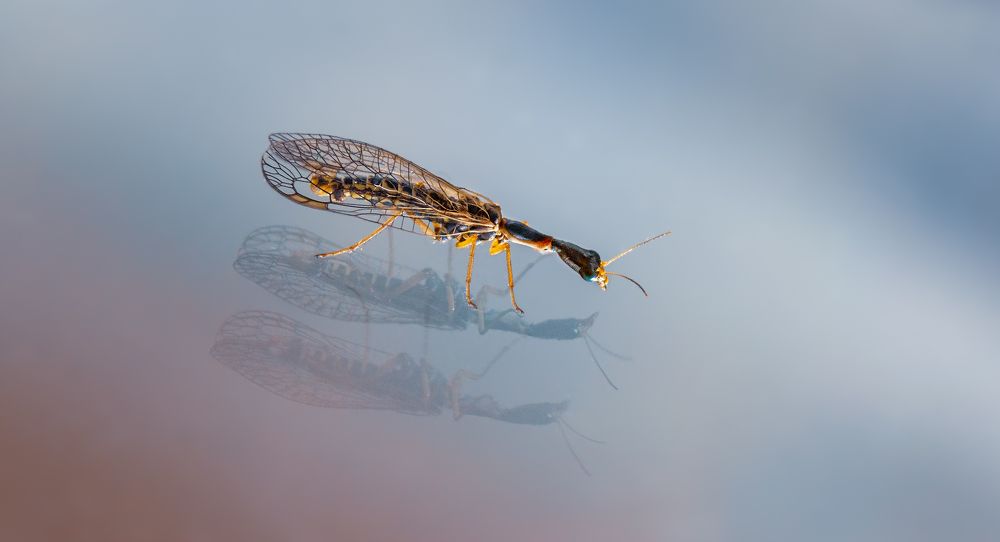 Я ль на свете всех милее?