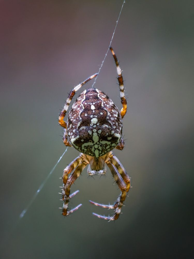 Photograph by Дина Нестеркова