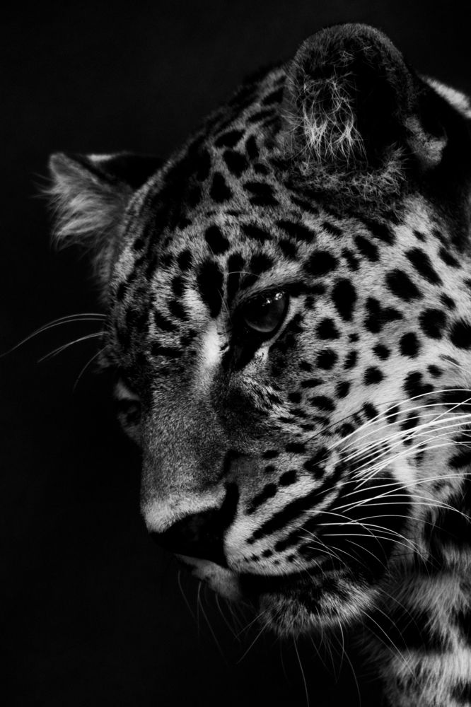 Portrait from the dark wild