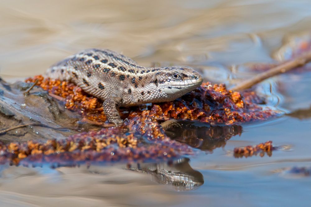 Отважный мореплаватель