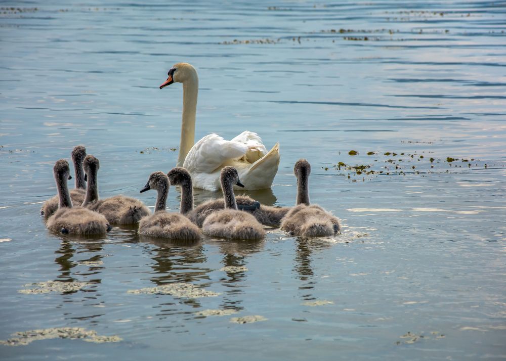 Photograph by Miroljub Kocovic