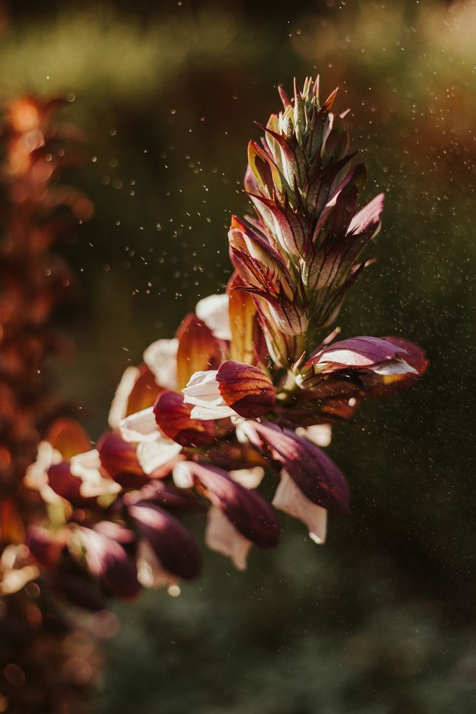 Photograph by Tatiana Kurilas