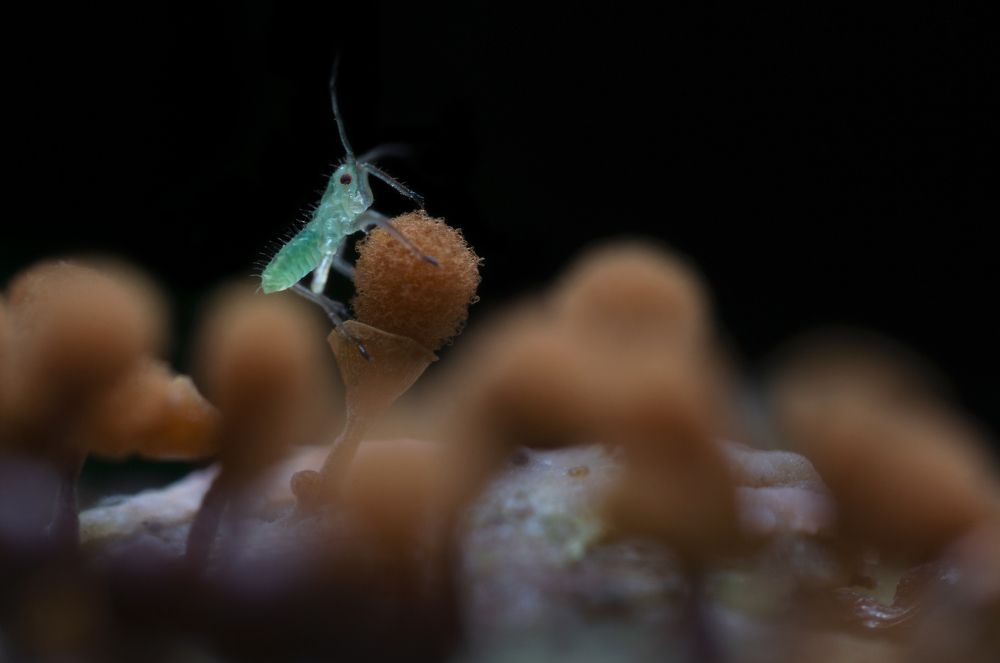 Тайны микропланеты