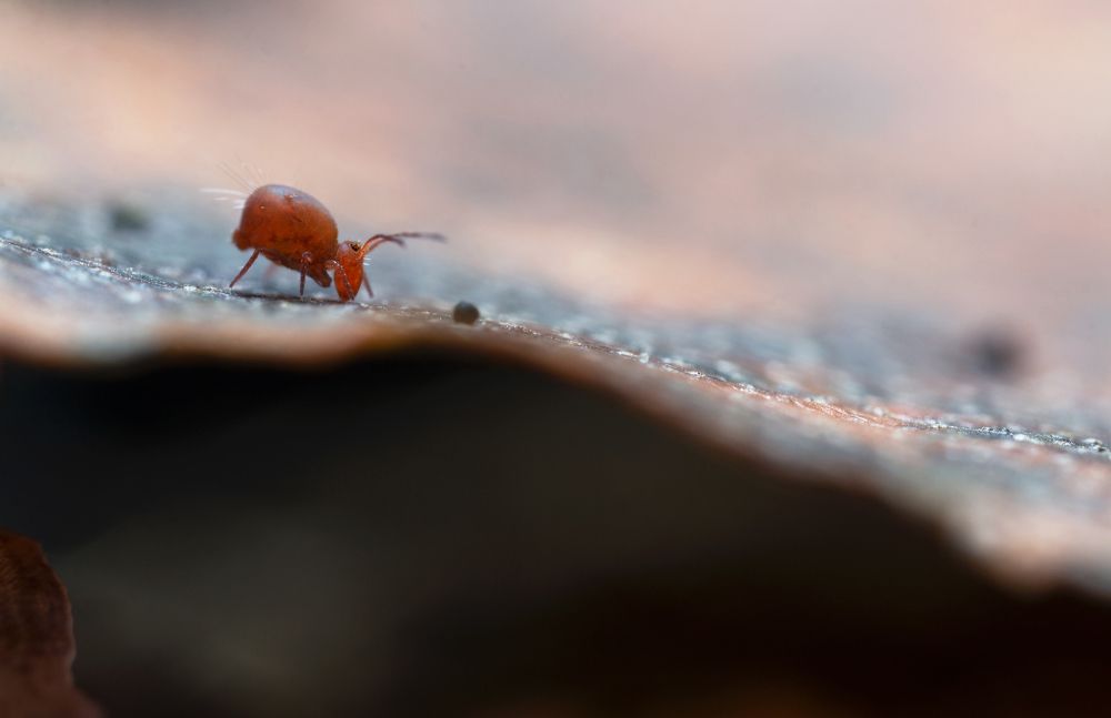 По серпантину