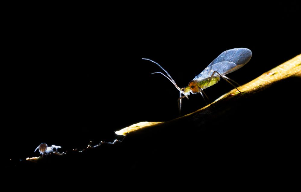 Нечаянная встреча