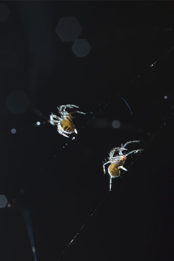 Лунная дорожка