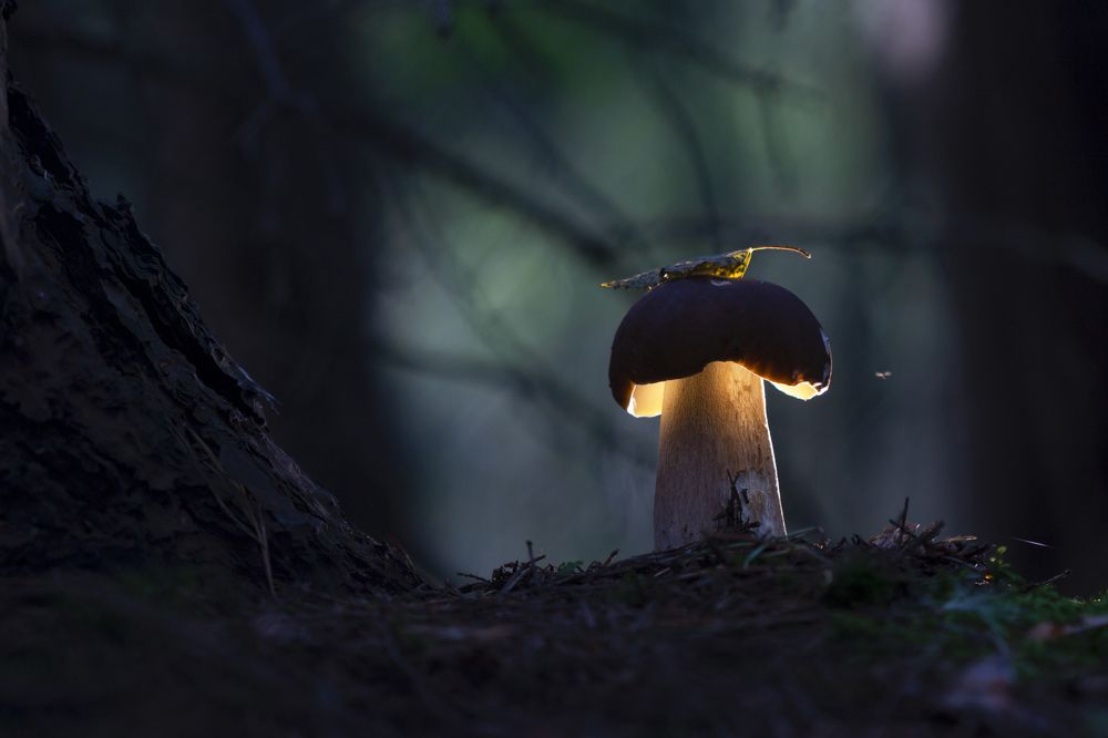 Photograph by Людмила Гудина