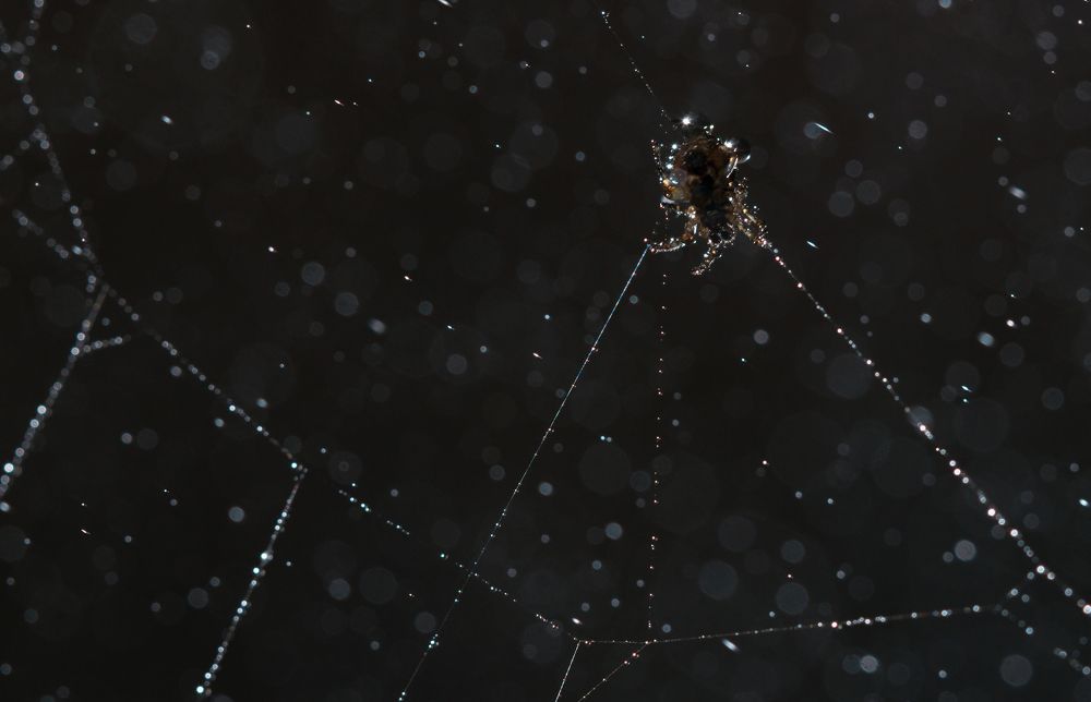 Photograph by Людмила Гудина