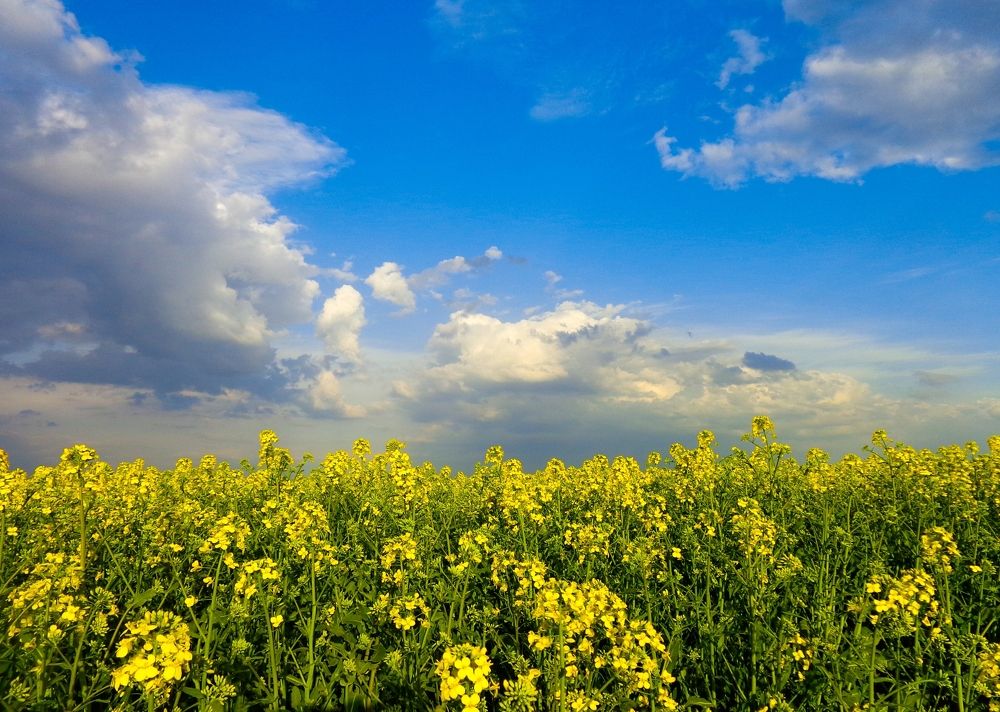 Фотография автора Екатерина Осипович