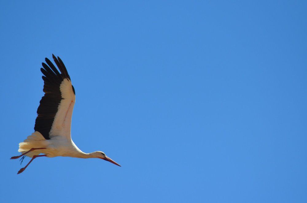 Photograph by SAID SERBOUTI