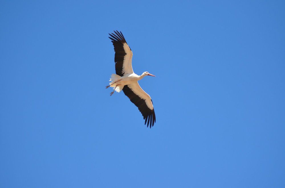 Photograph by SAID SERBOUTI