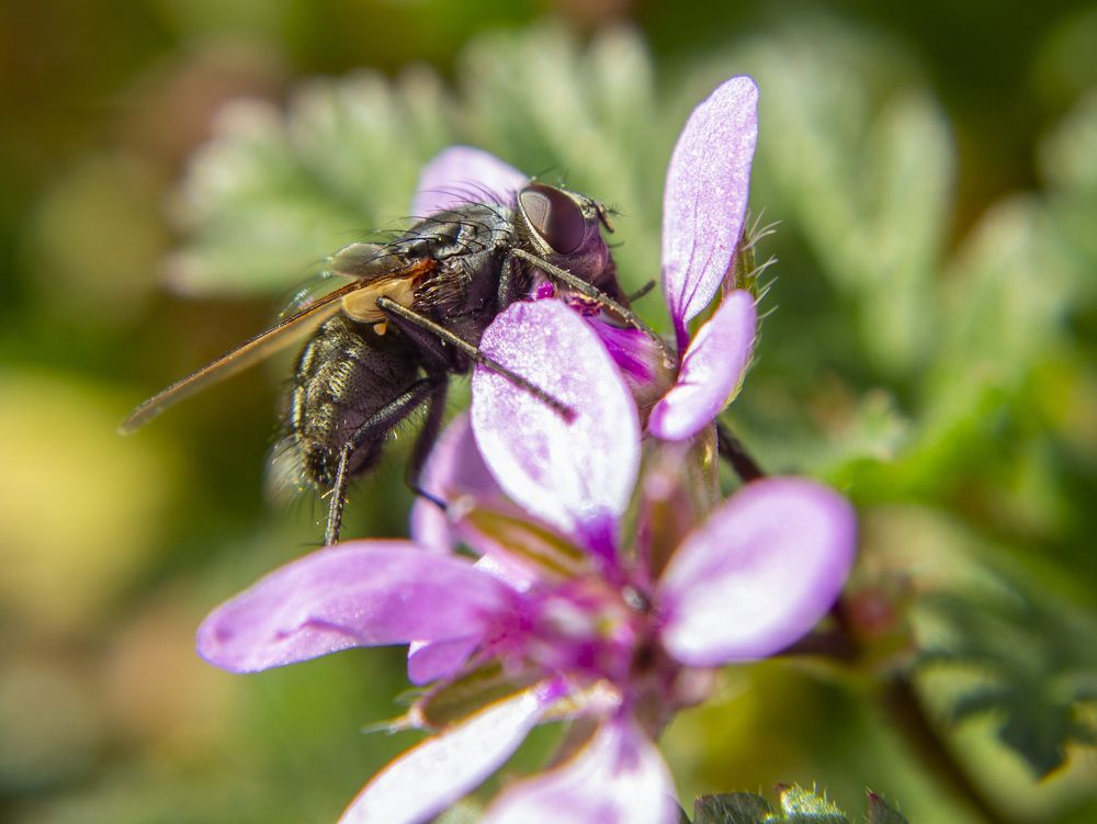 Photograph by János Rábli
