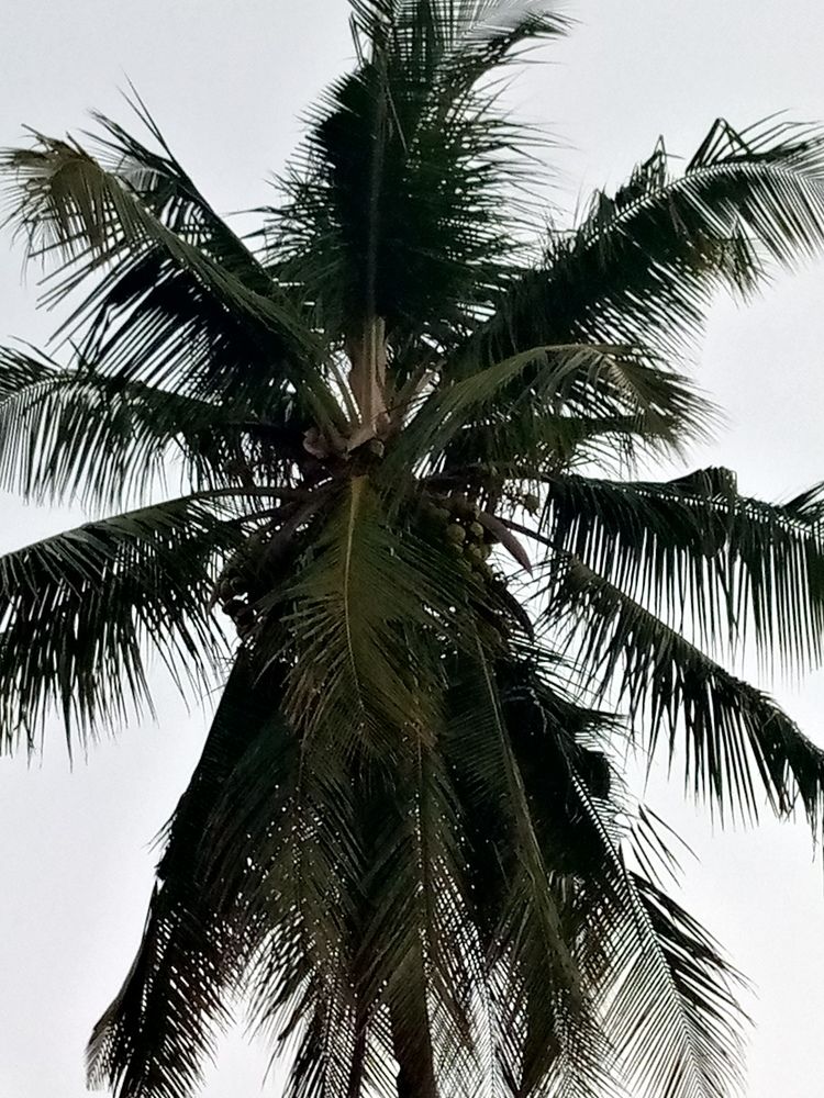 Palm tree