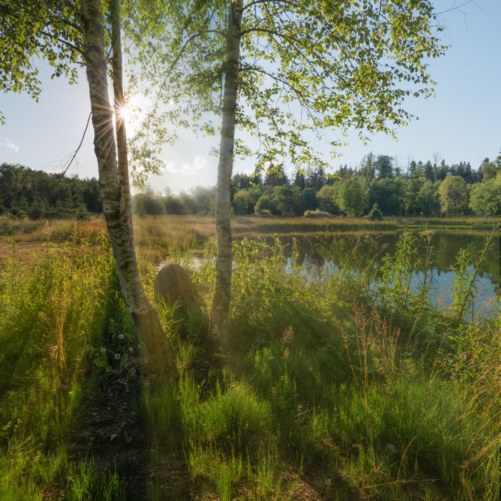 Солнечный дождь