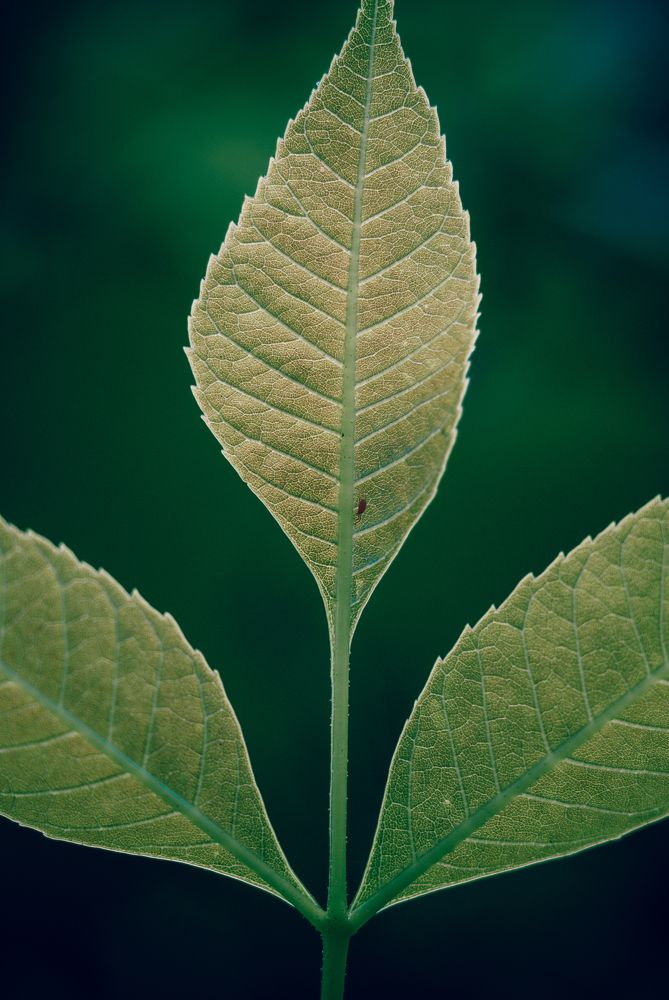 Три листика