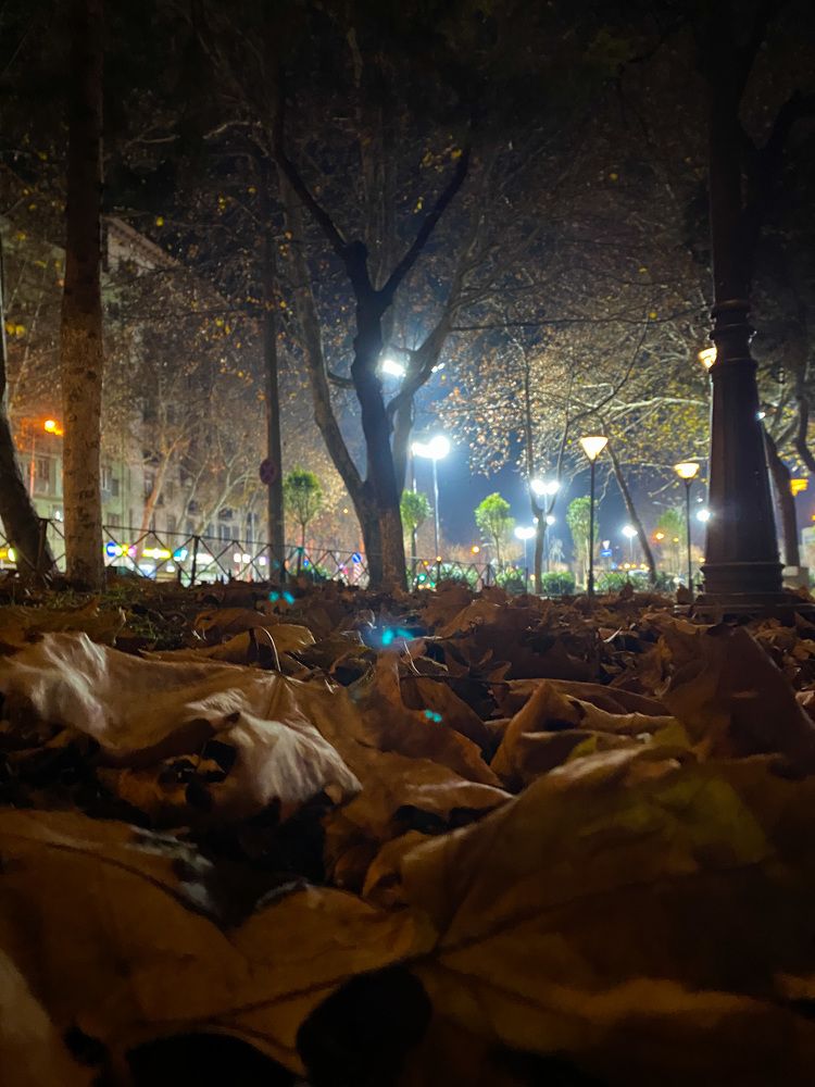 Autumn, Night view of the park
