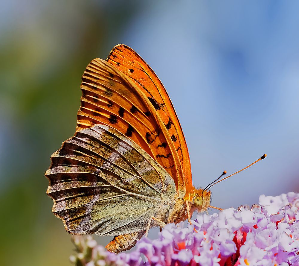 Papillon....tabac d'espagne.