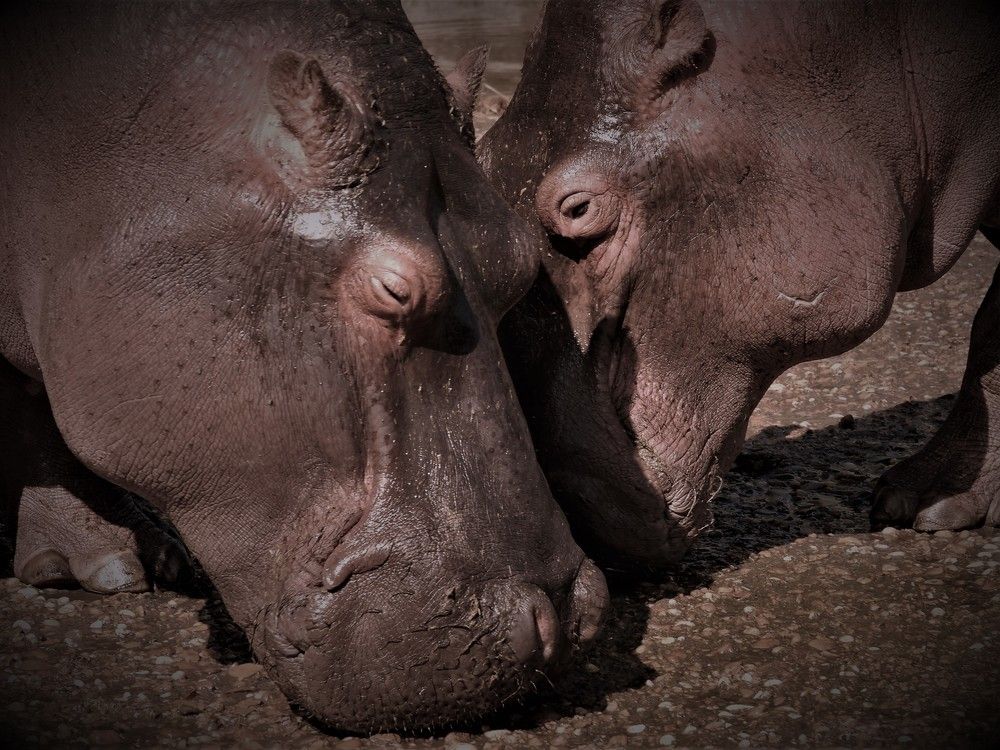 Photograph by Bassem Ahmed Khallaf