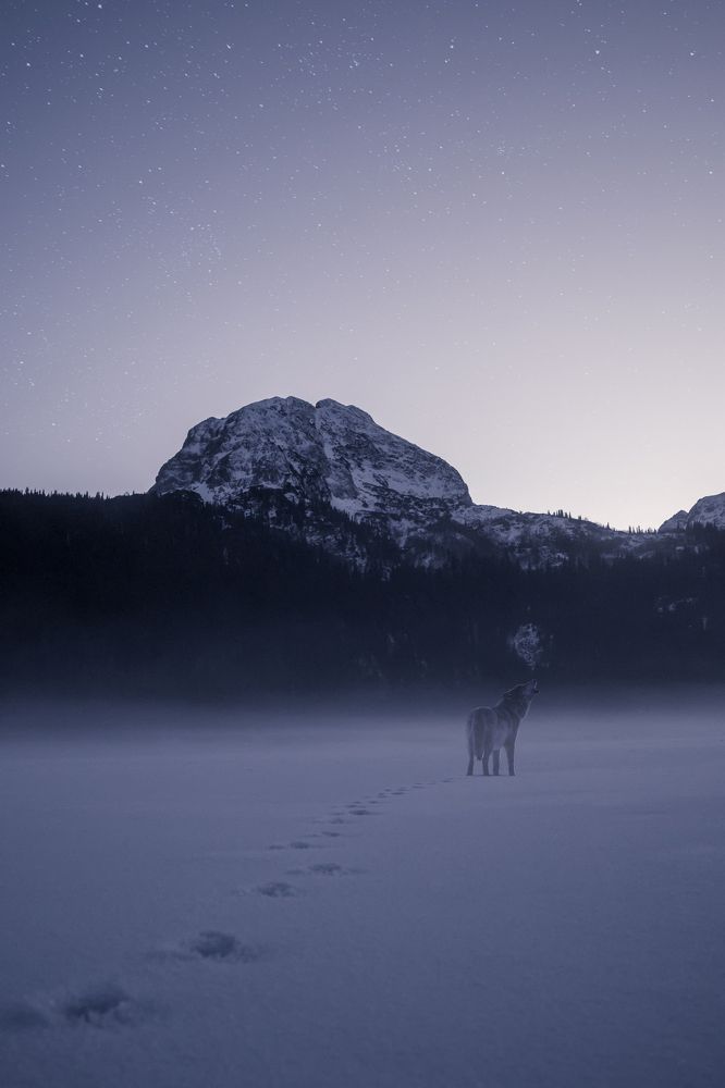 Frozen lake & Wolf