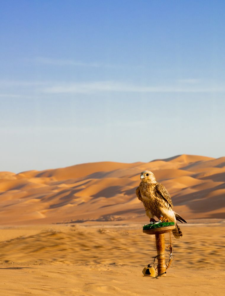 Arabic Falcon