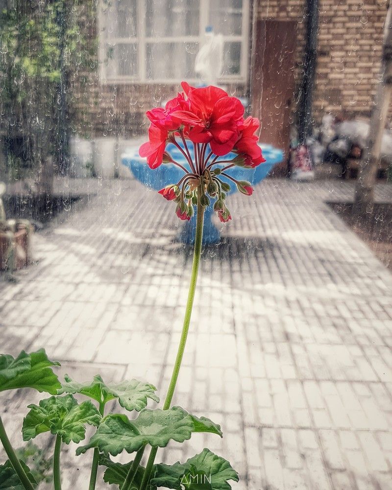 Photograph by aminahmadkhani