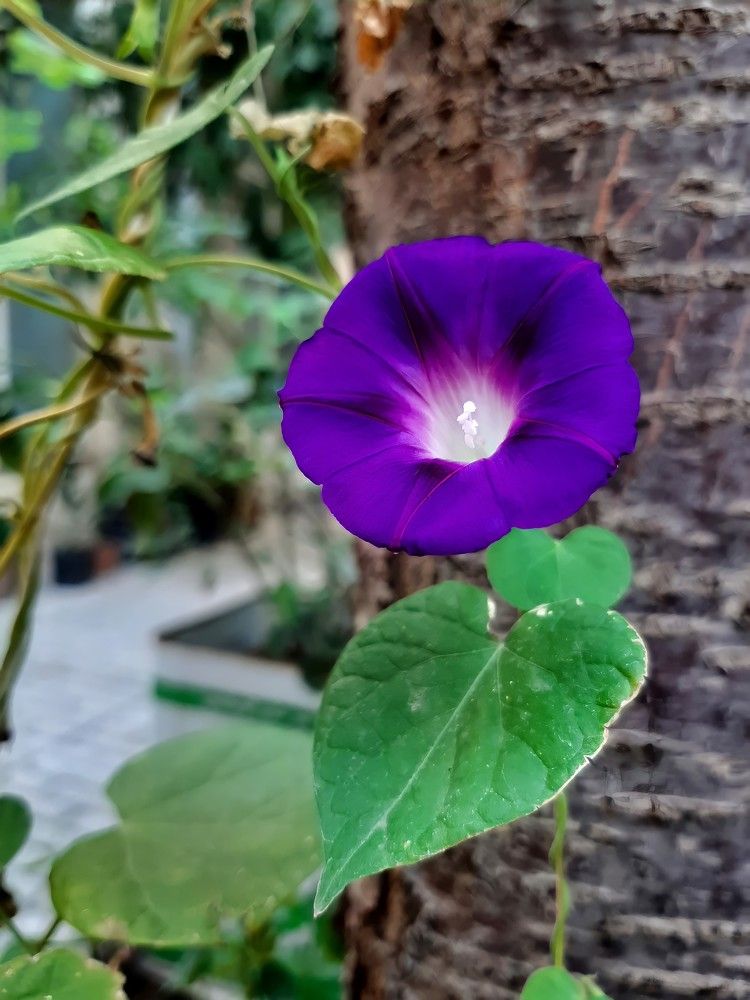 Photograph by aminahmadkhani