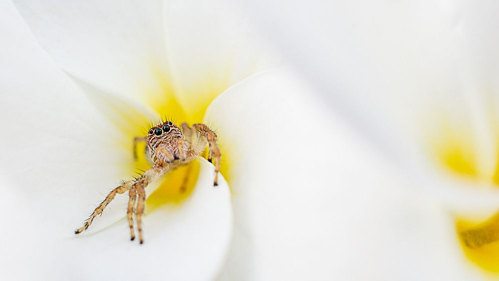 Spider house - flower