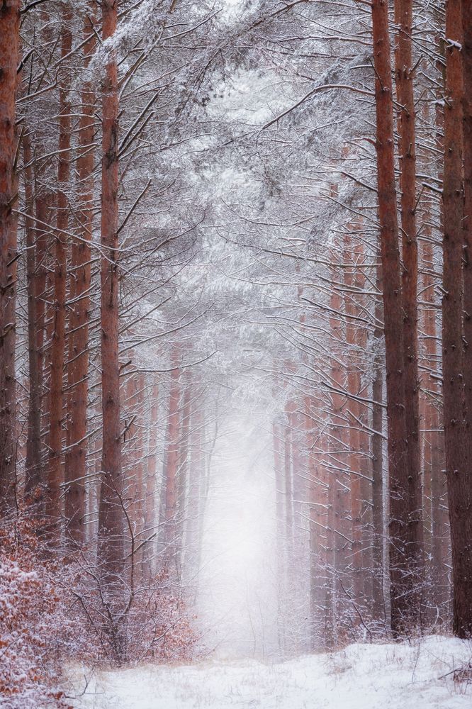 Winter in Poland III