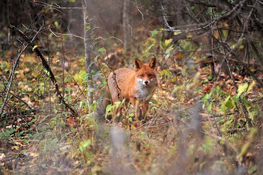 Photograph by Юрий Яковлев