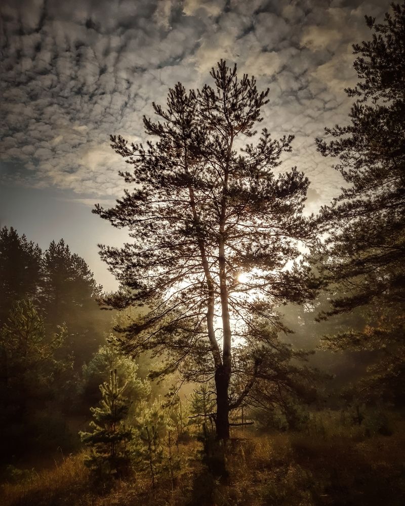 Morning in the forest