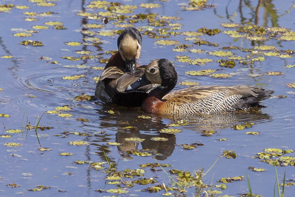 Photograph by Claudio Frateschi
