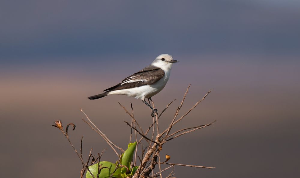 Photograph by Edilene Guerra