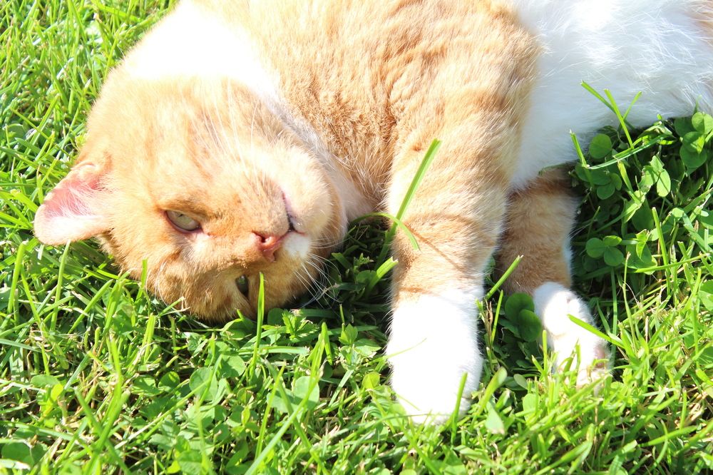 Фотография автора Татьяна Самойлова