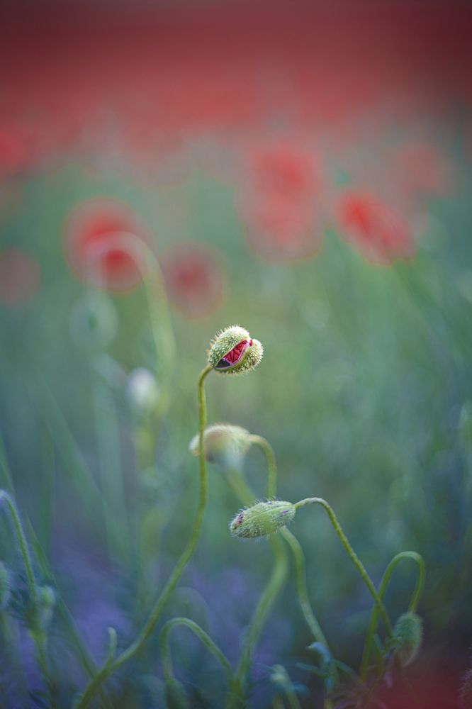 Цвета весны