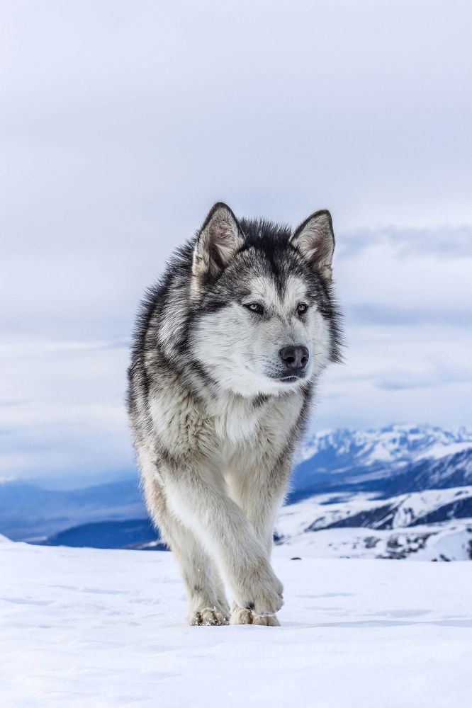 Photograph by Игорь Кувшинников