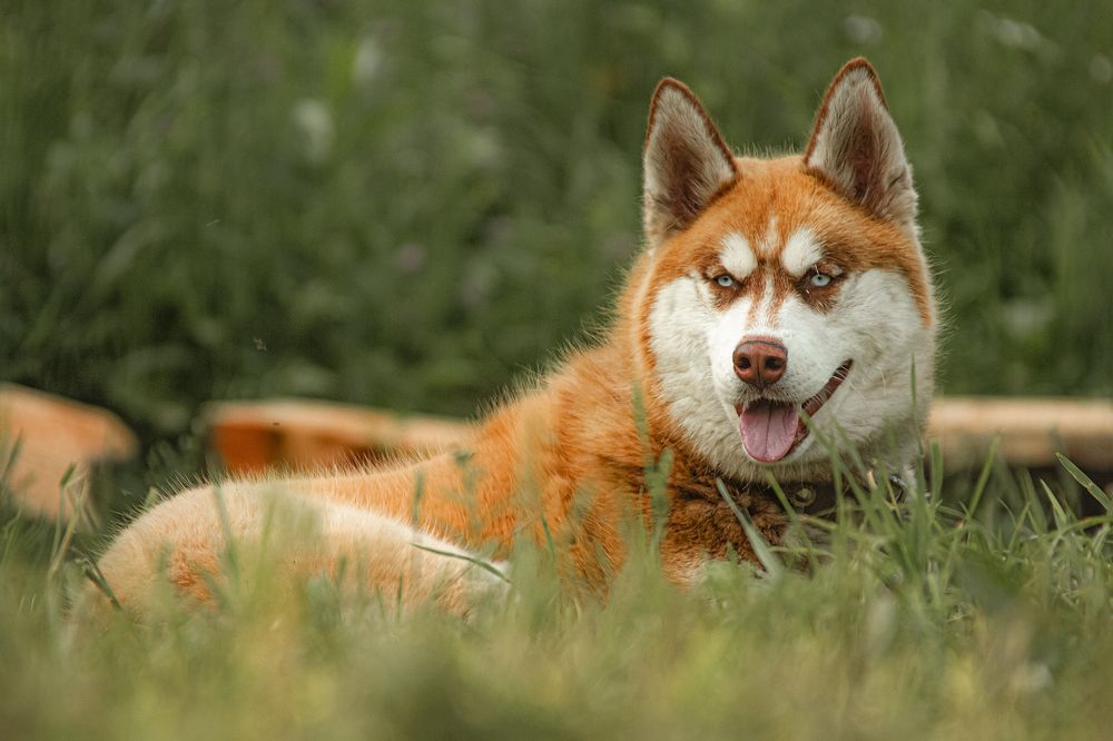 Photograph by Игорь Кувшинников